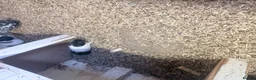 Guinea Pig rodents for sale: 10 Guinea pigs for sale  - Advert 6