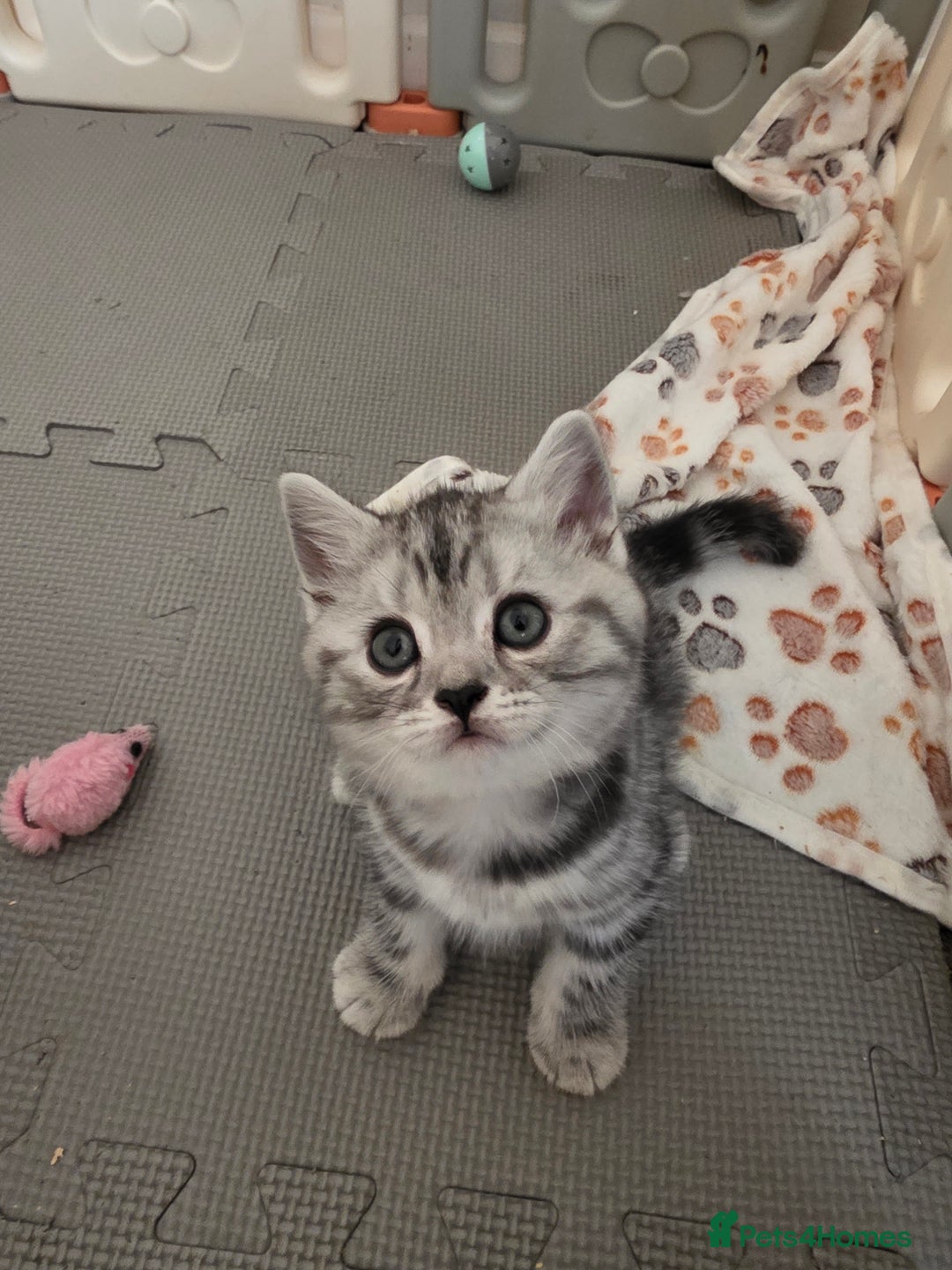 British Shorthair cats for sale: BSH Silver Tabby  - Image 6
