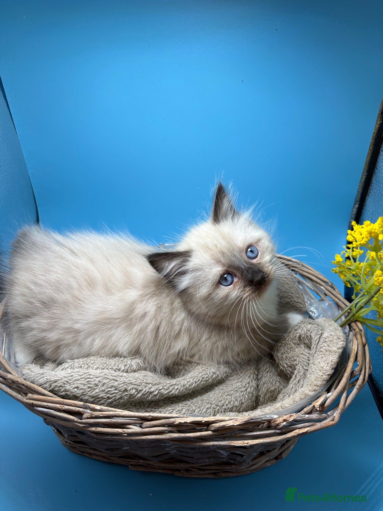 Ragdoll cats Beautiful Females Ragdoll Kittens  - Advert 17