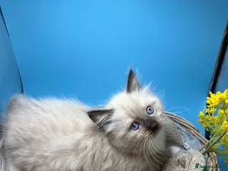 Ragdoll cats Beautiful Females Ragdoll Kittens - Advert 17