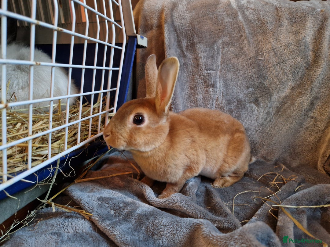 Rex rabbits for sale: Purebred Red Agouti Mini Rex Babies- 1 boy 1 girl  - Image 8