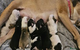 Mixed Breed dogs for sale: Confident & Well-Socialised Presa x Staffy Pups - Image 32