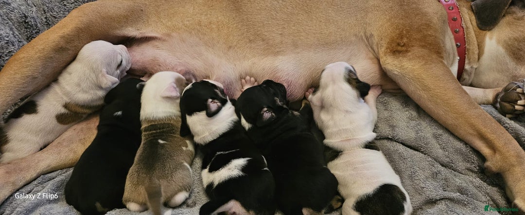 Mixed Breed dogs for sale: Confident & Well-Socialised Presa x Staffy Pups - Image 32
