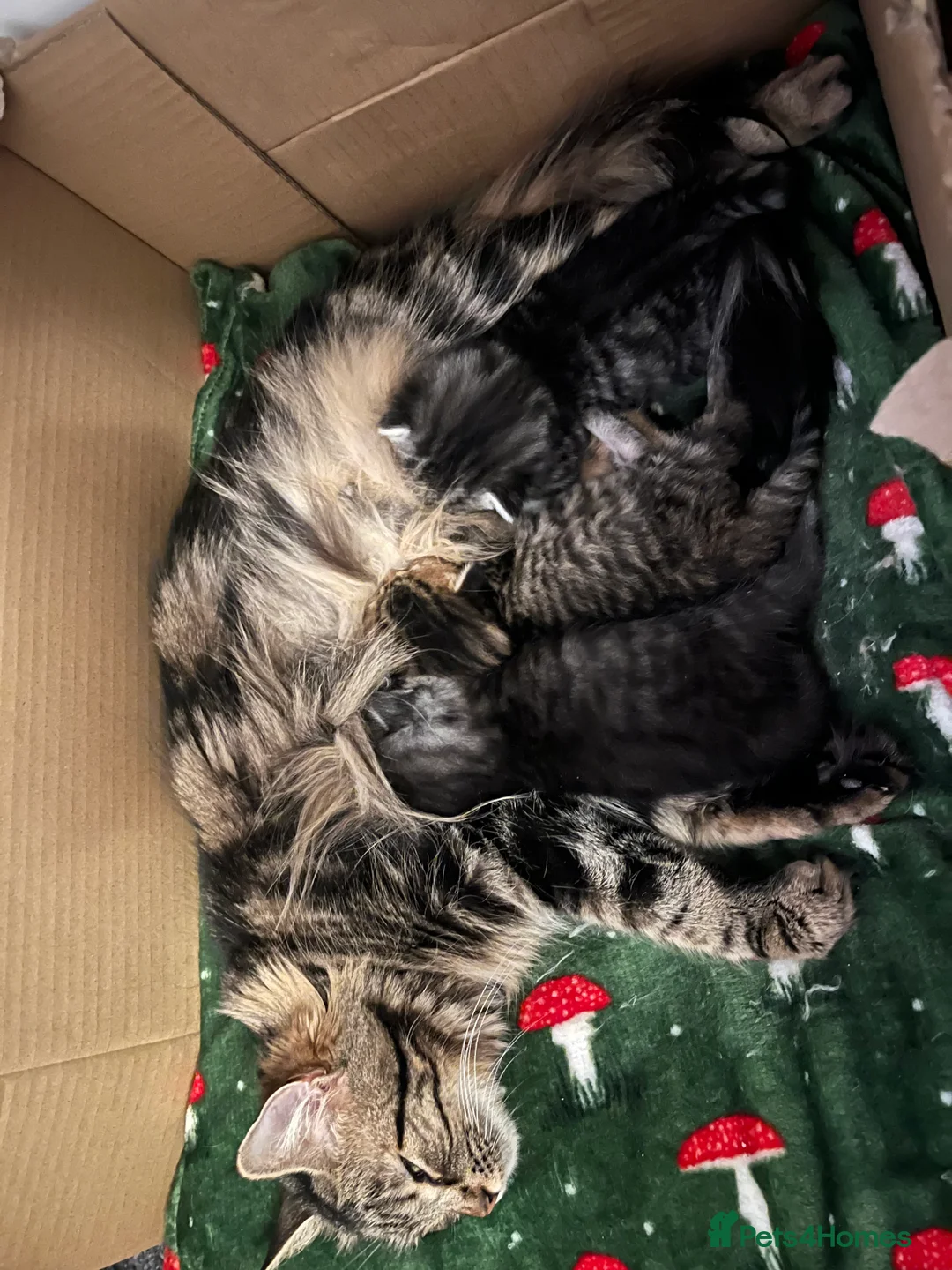 British Shorthair cats for sale: 3 beautiful kittens for sale Bsh/norwegian   - Advert 18