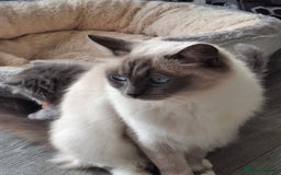Ragdoll cats for sale: 2 x GCCF Registered Ragdolls for Sale - Image 19