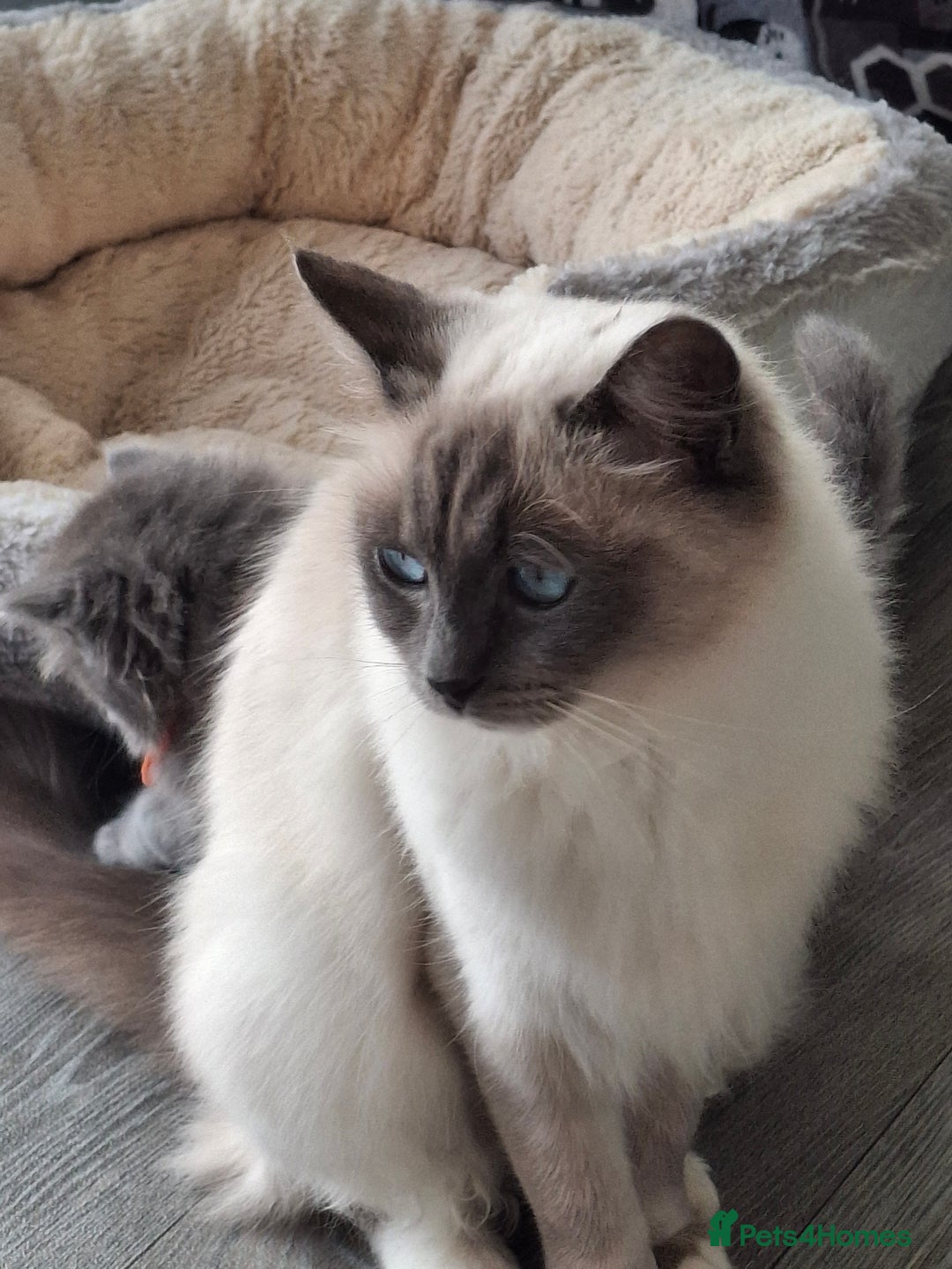 Ragdoll cats for sale: 2 x GCCF Registered Ragdolls for Sale - Image 19
