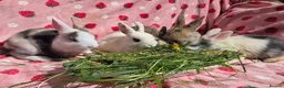 Mixed Breed rabbits for sale: Plush Mini lop 8 weeks old very tame - Advert 14