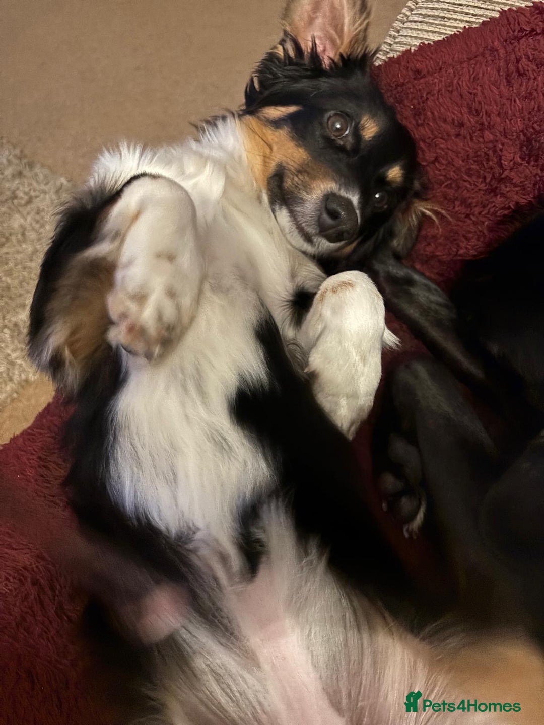 Mixed Breed dogs for adoption: Lorry  - Advert 10