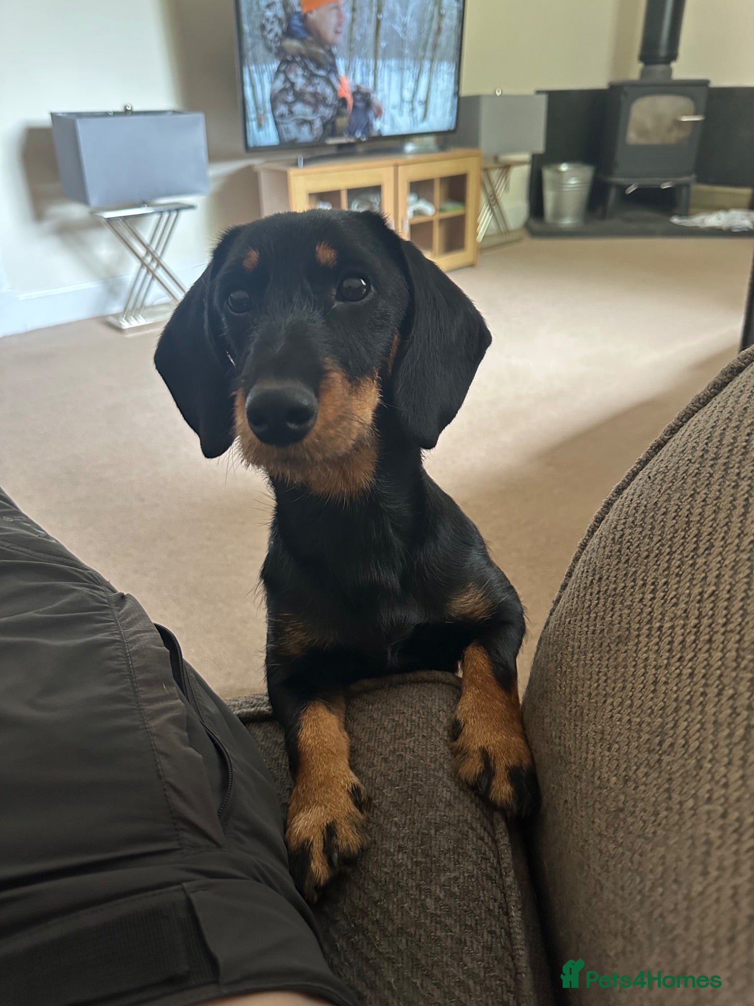 Dachshund dogs Wiredhaired dachshund  - Advert 1