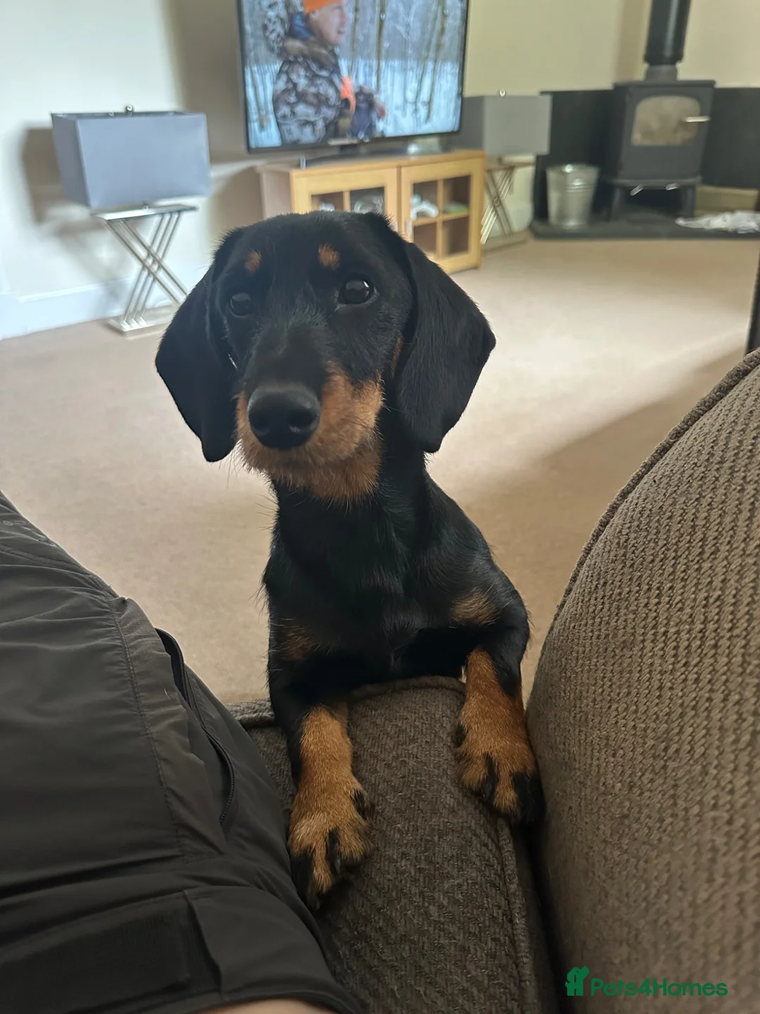 Dachshund dogs for sale: Wiredhaired dachshund  - Advert 1