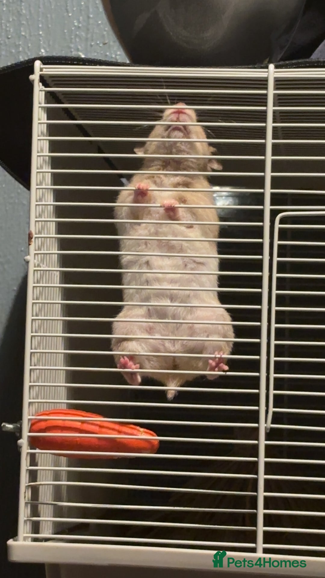 Hamster rodents for sale: Hamster and cage/ essentials for sale  - Advert 3