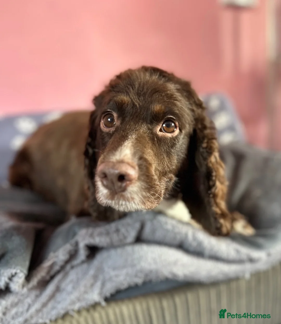 Cocker Spaniel dogs for sale: Choccy - Advert 5