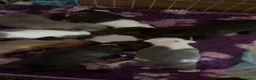 Staffordshire Bull Terrier dogs for sale: Exceptional litter of Staffie puppies - Advert 7