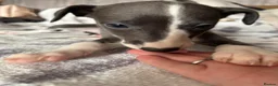 Whippet dogs for sale: Amazing whippet puppies  - Advert 16