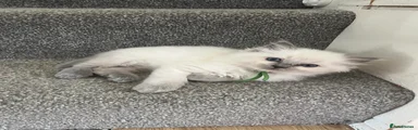 Hugo - Green collar