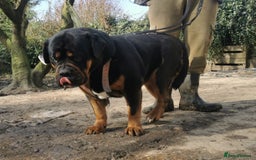 Mastiff dogs for sale: Beautiful female Mastiff  - Image 8