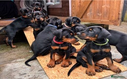 Dobermann dogs for sale: ⭐️ Pregnancy confirmed FULL EUROPEAN DOBERMANN ⭐️ - Image 19