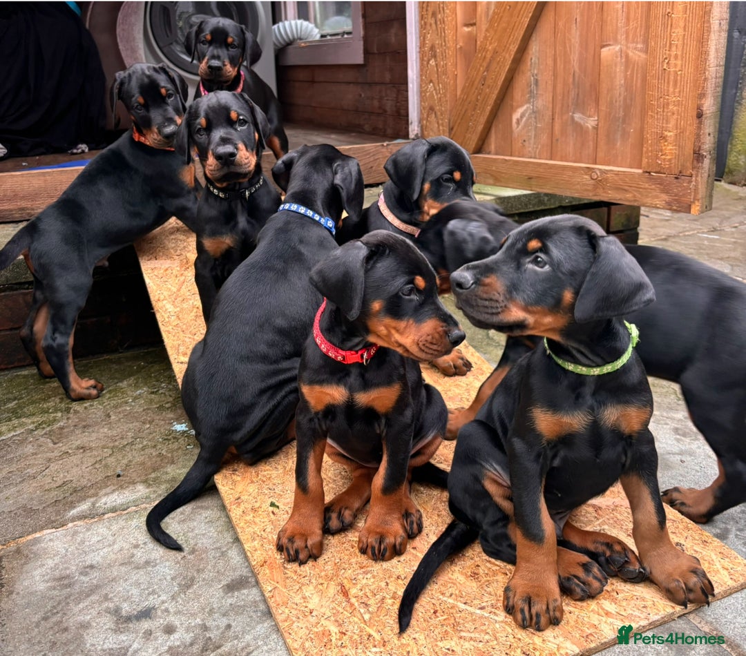 Dobermann dogs for sale: ⭐️ Pregnancy confirmed FULL EUROPEAN DOBERMANN ⭐️ - Image 19