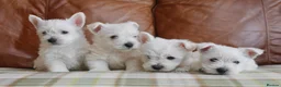 West Highland Terrier dogs for sale: Stunning West Highland Terrier Puppies - Advert 8