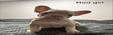 Red girl 