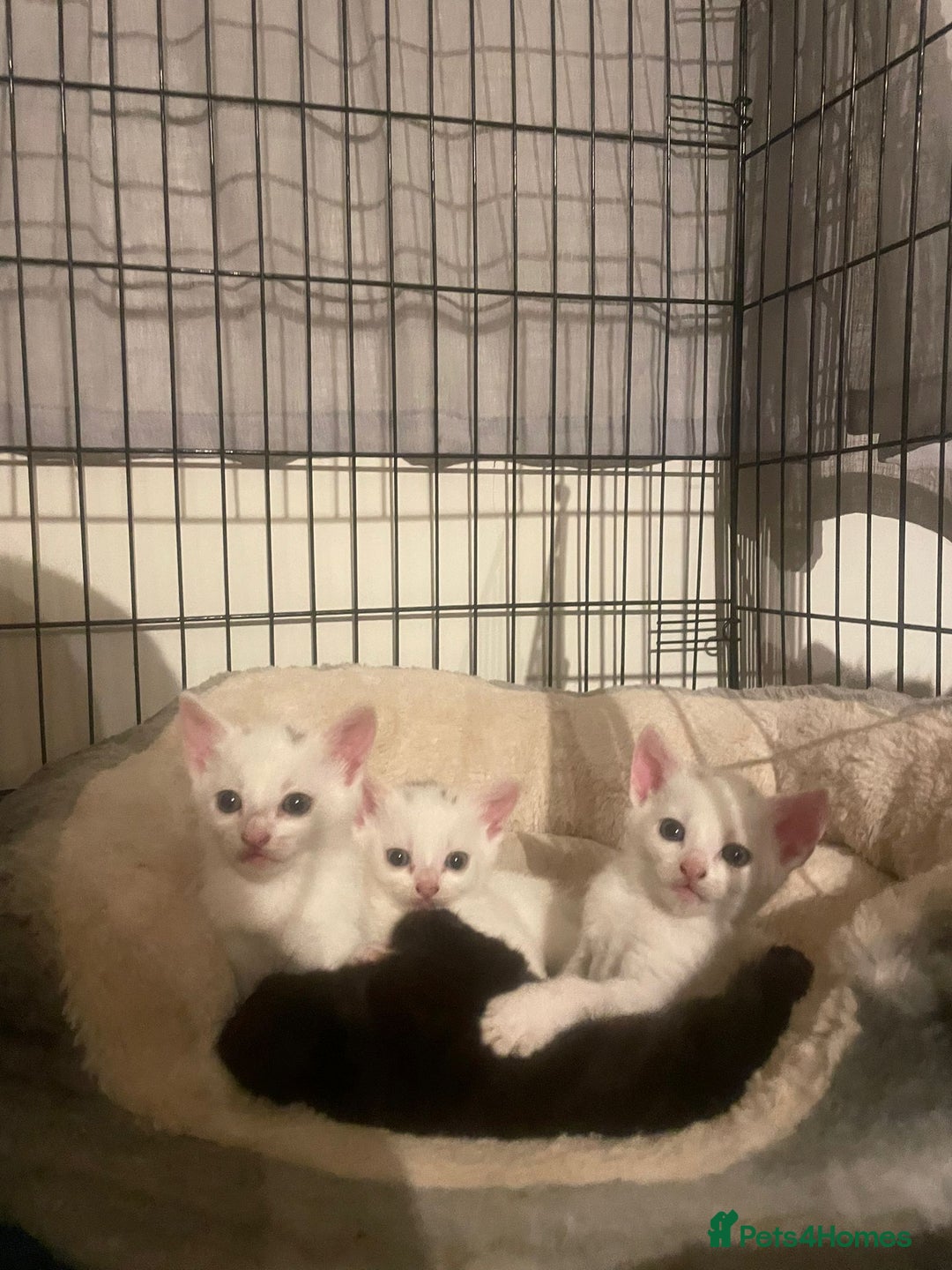 Mixed Breed cats for sale: 4 beautiful kittens ready in 2 weeks  - Image 12