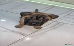 Cane Corso dogs for sale: Cane corso female  - Image 5
