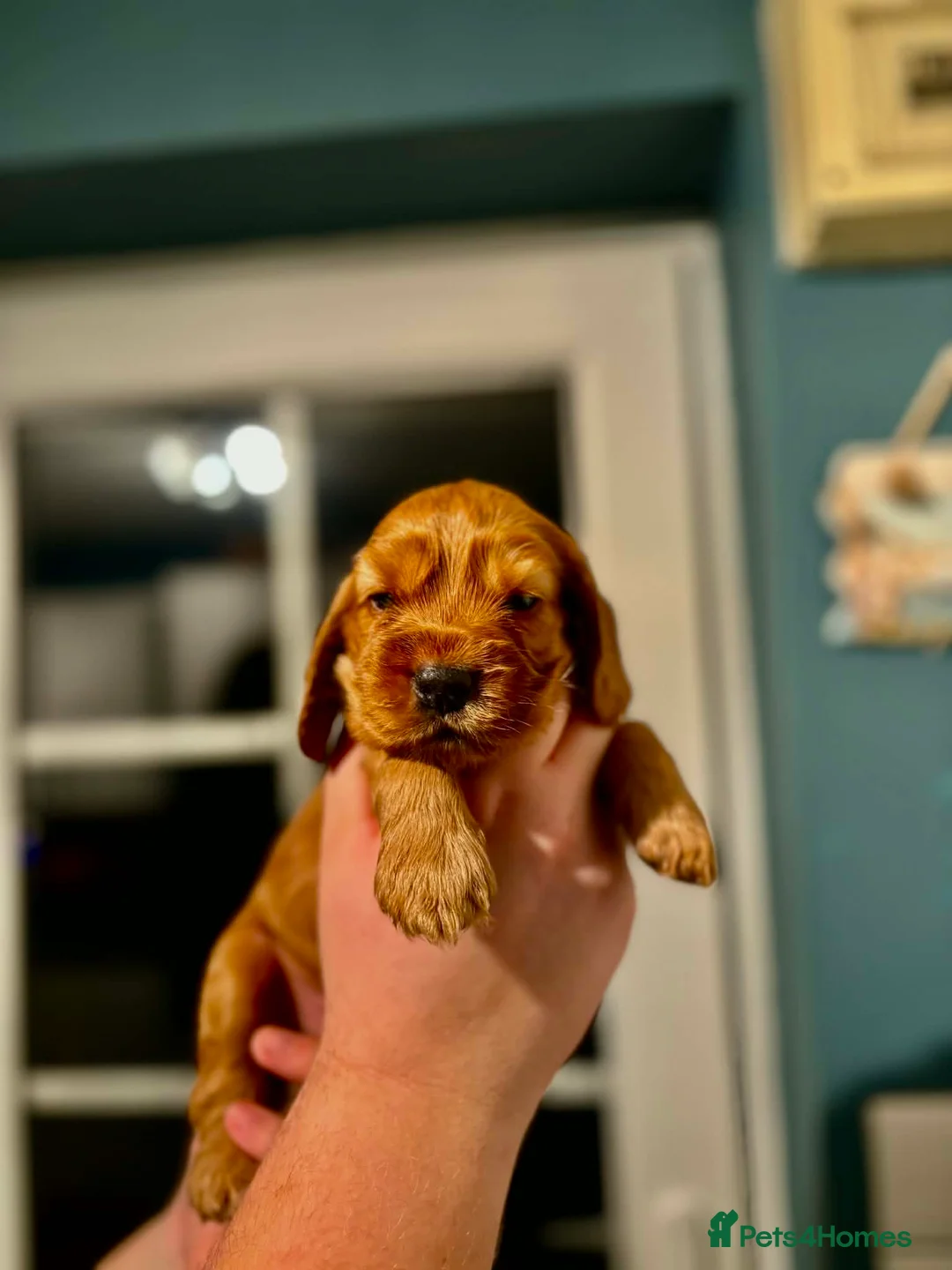 Cocker Spaniel dogs for sale: Last little boy looking for his sofa 🐾 - Advert 3