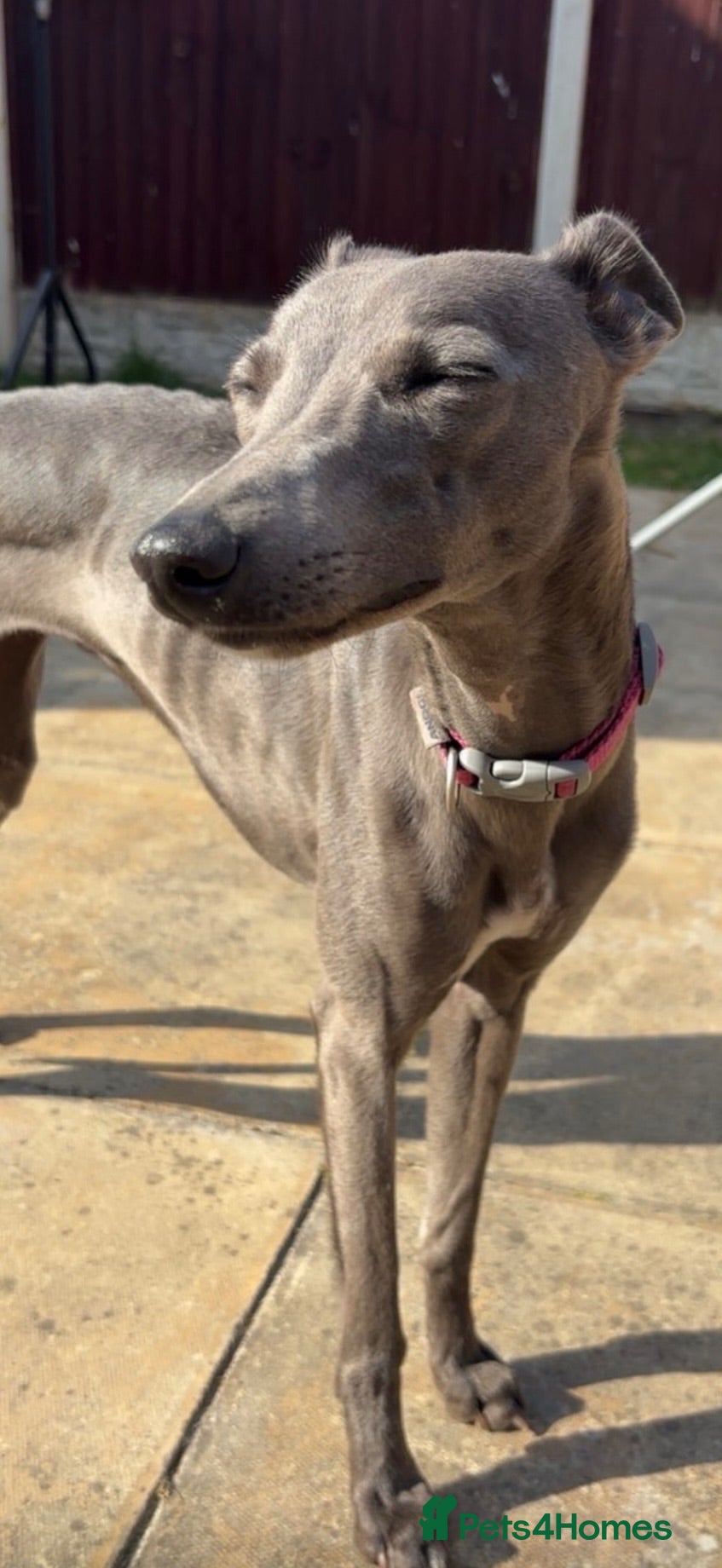 Whippet dogs Whippet bitch for rehomimg  - Advert 1