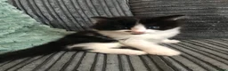 Mixed Breed cats for sale: Kittens looking for lovely home  - Advert 4
