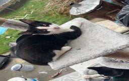 Domestic Shorthair cats for sale: FREE FREE FREE!!! black and white male kittens - Image 2