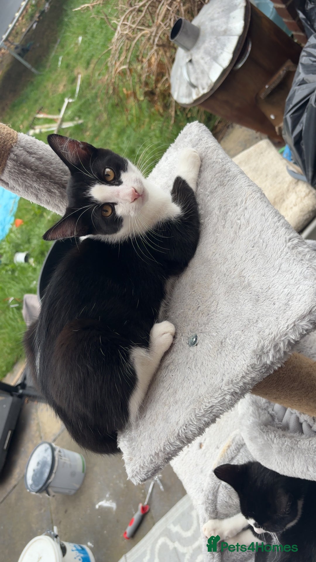 Domestic Shorthair cats for sale: FREE FREE FREE!!! black and white male kittens - Image 2