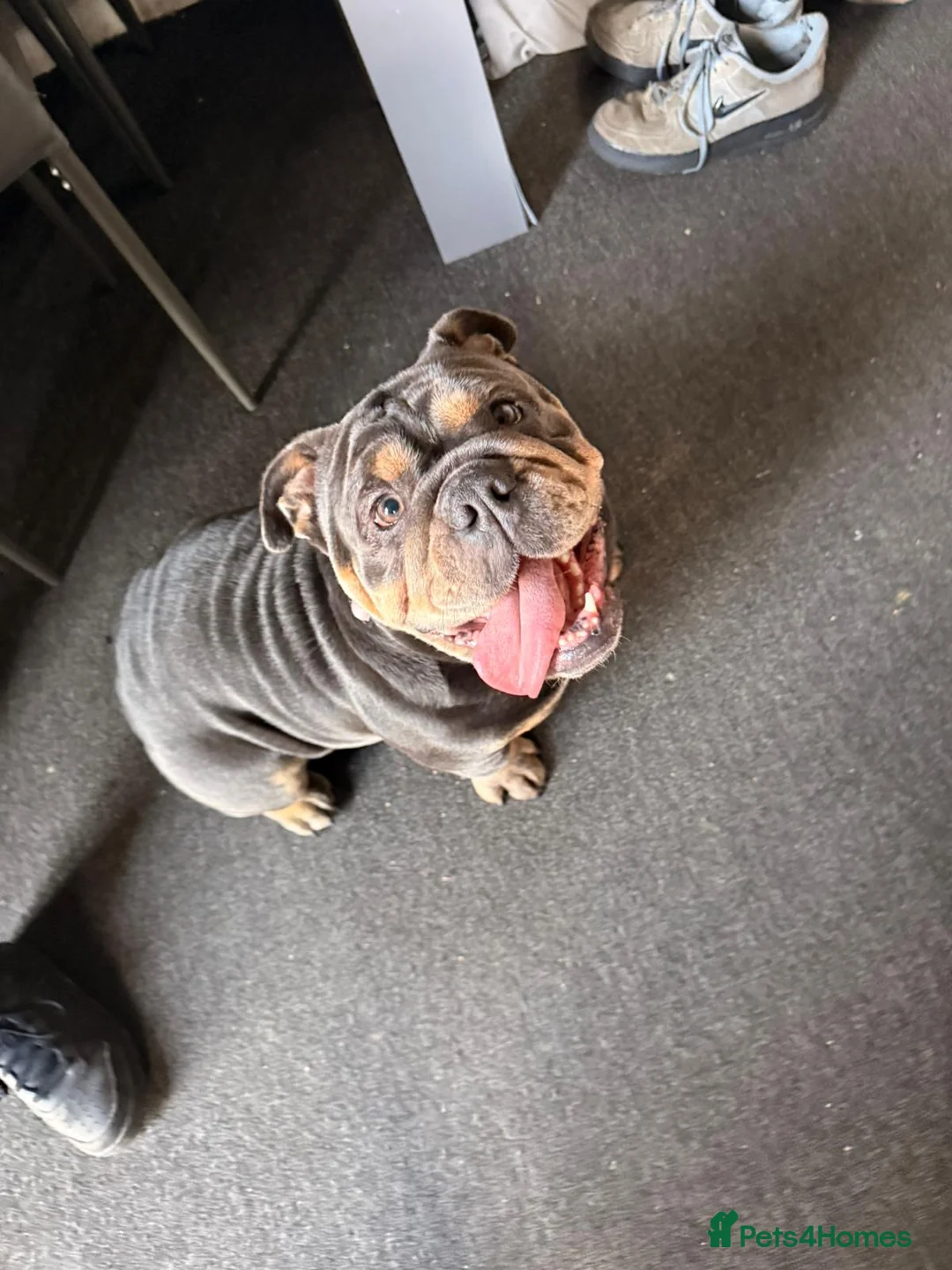 Olde English Bulldogge dogs for sale: Blue/tan old english bulldog  - Advert 2