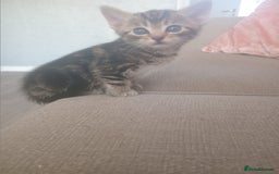 Mixed Breed cats for sale: From Our Loving Home to Yours - Image 2