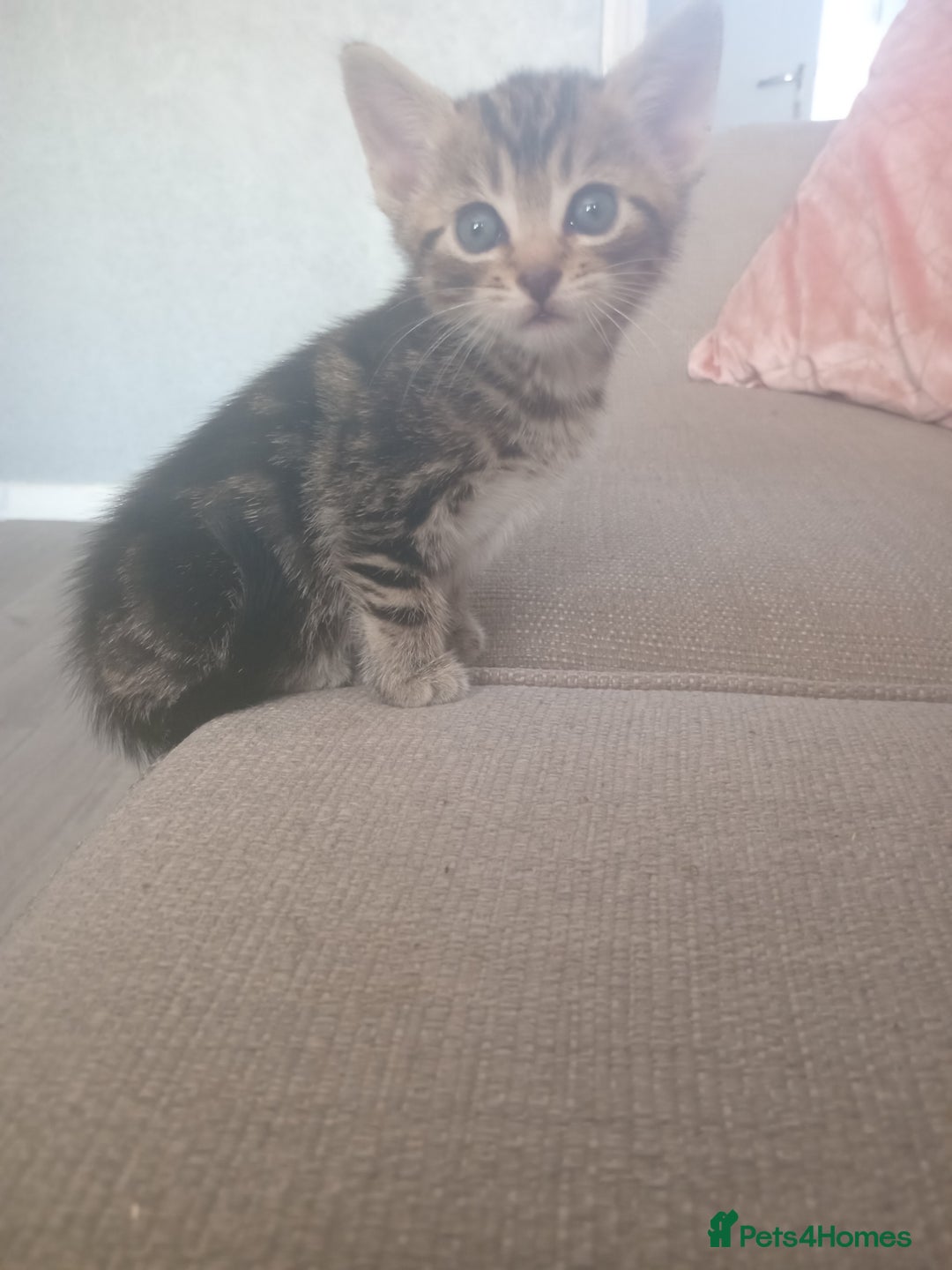 Mixed Breed cats for sale: From Our Loving Home to Yours - Image 2