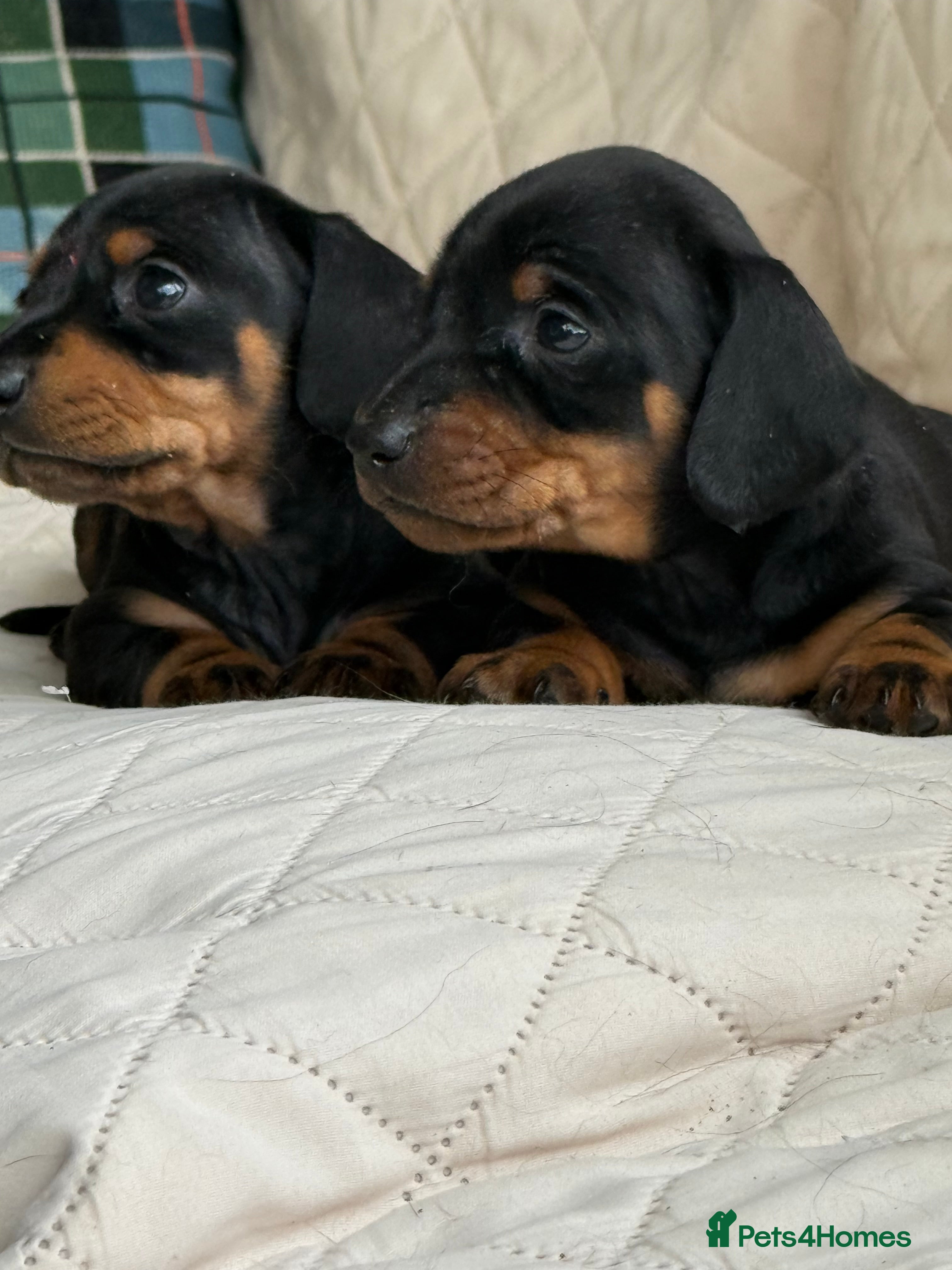 Miniature Dachshund dogs Miniature smooth hair dachshund puppies (Scotland) - Advert 2