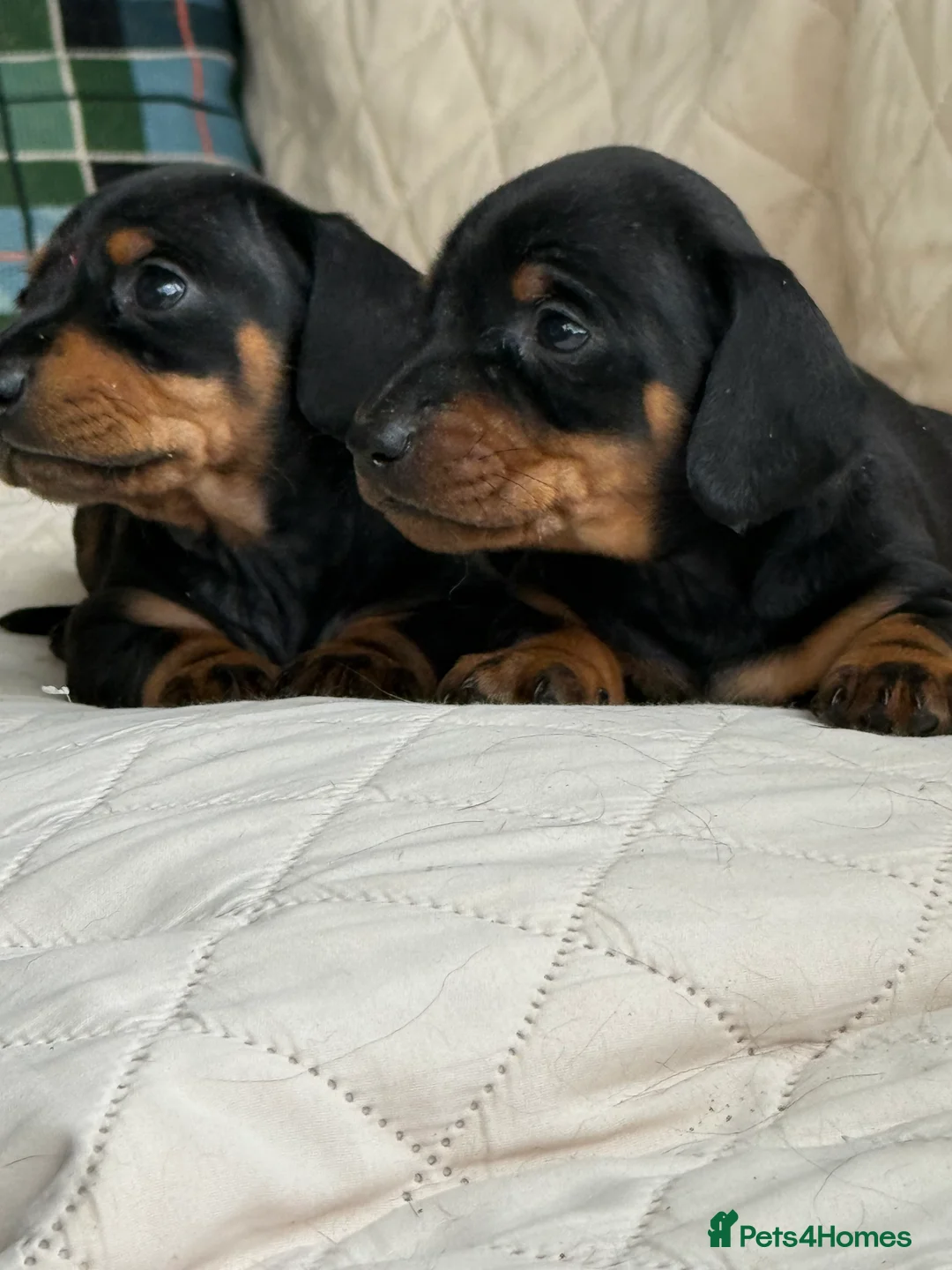 Miniature Dachshund dogs for sale: Four miniature dachshund puppies left  (Scotland) - Advert 1