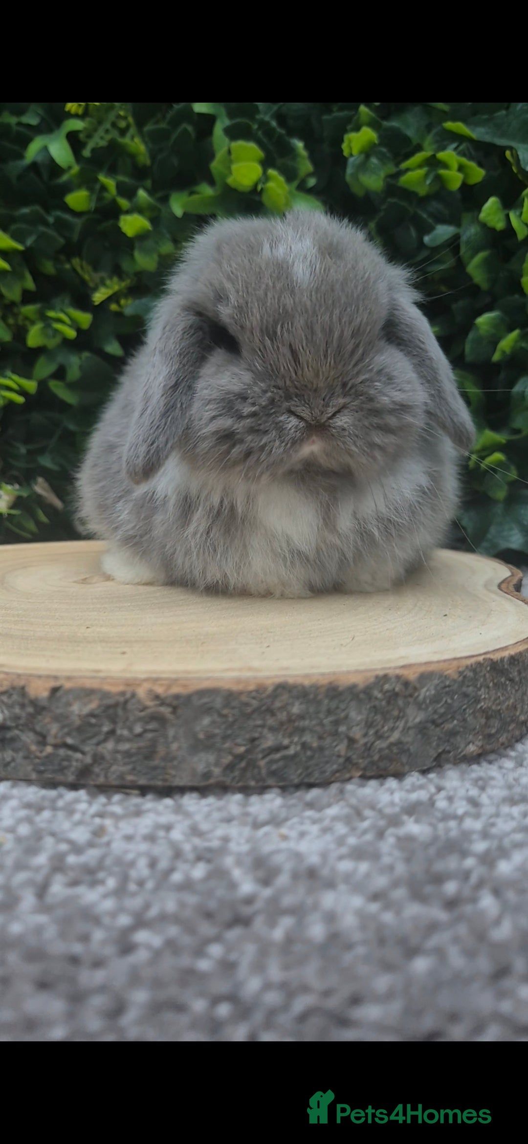 Mini Lop rabbits for sale: Mini lop baby girl ready now - Advert 11