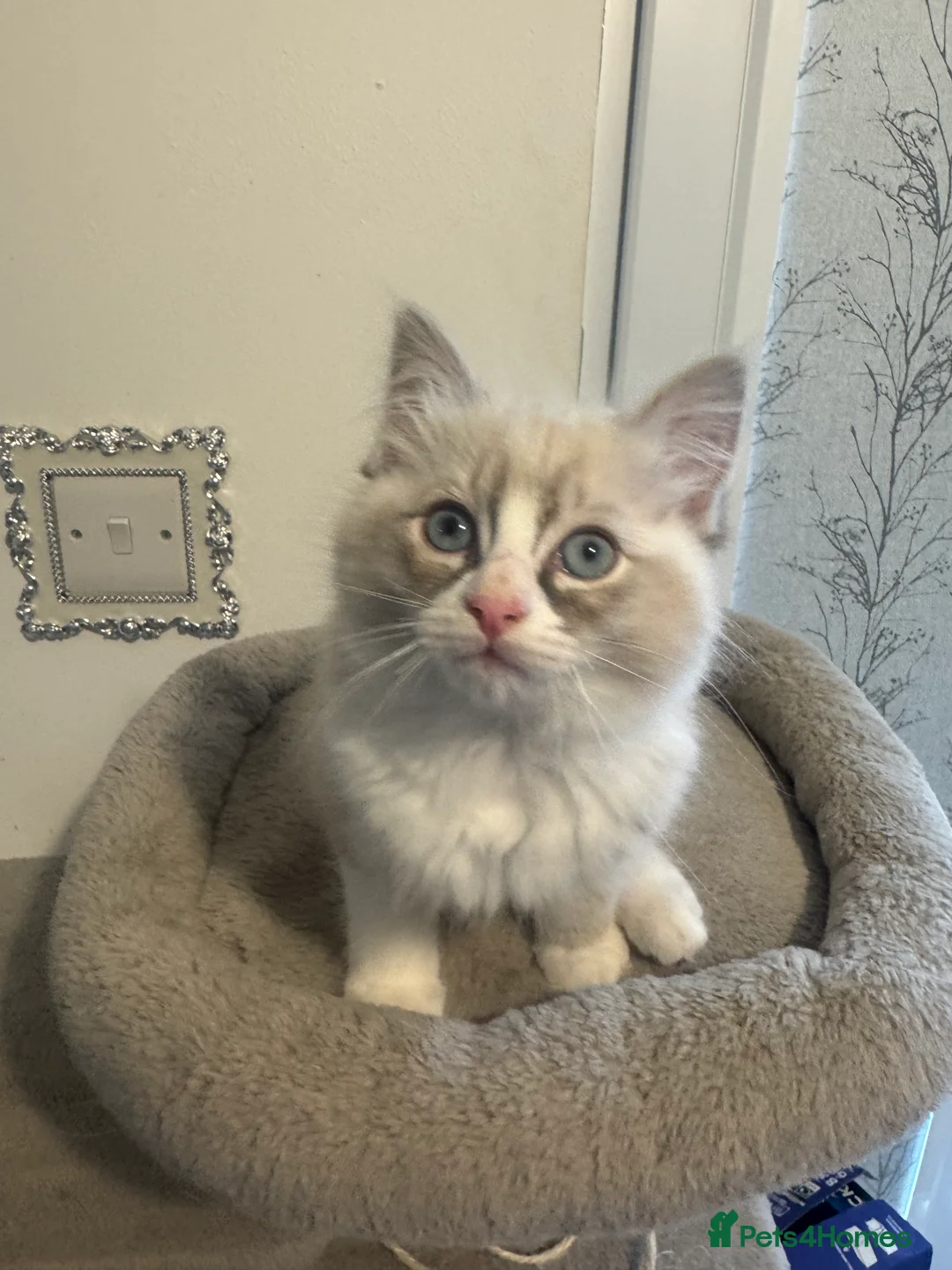 Ragdoll cats for sale: Adorable Ragdoll Kittens - Advert 14