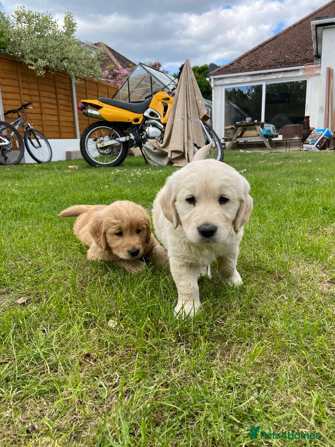 Golden Retriever dogs for stud: Health Tested Proven Golden Retriever Stud in Reading - Advert 9