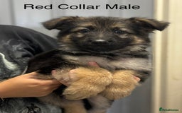 German Shepherd dogs for sale: 7 Beautiful Straight Backed German Shepherds💙🩷 - Image 7