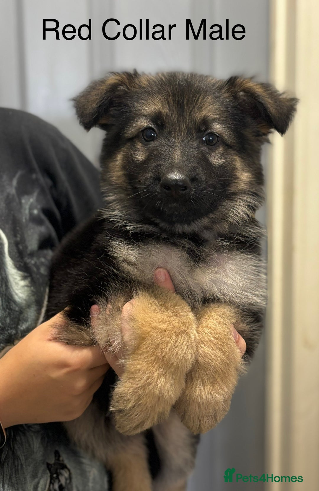 German Shepherd dogs for sale: 7 Beautiful Straight Backed German Shepherds💙🩷 - Image 7
