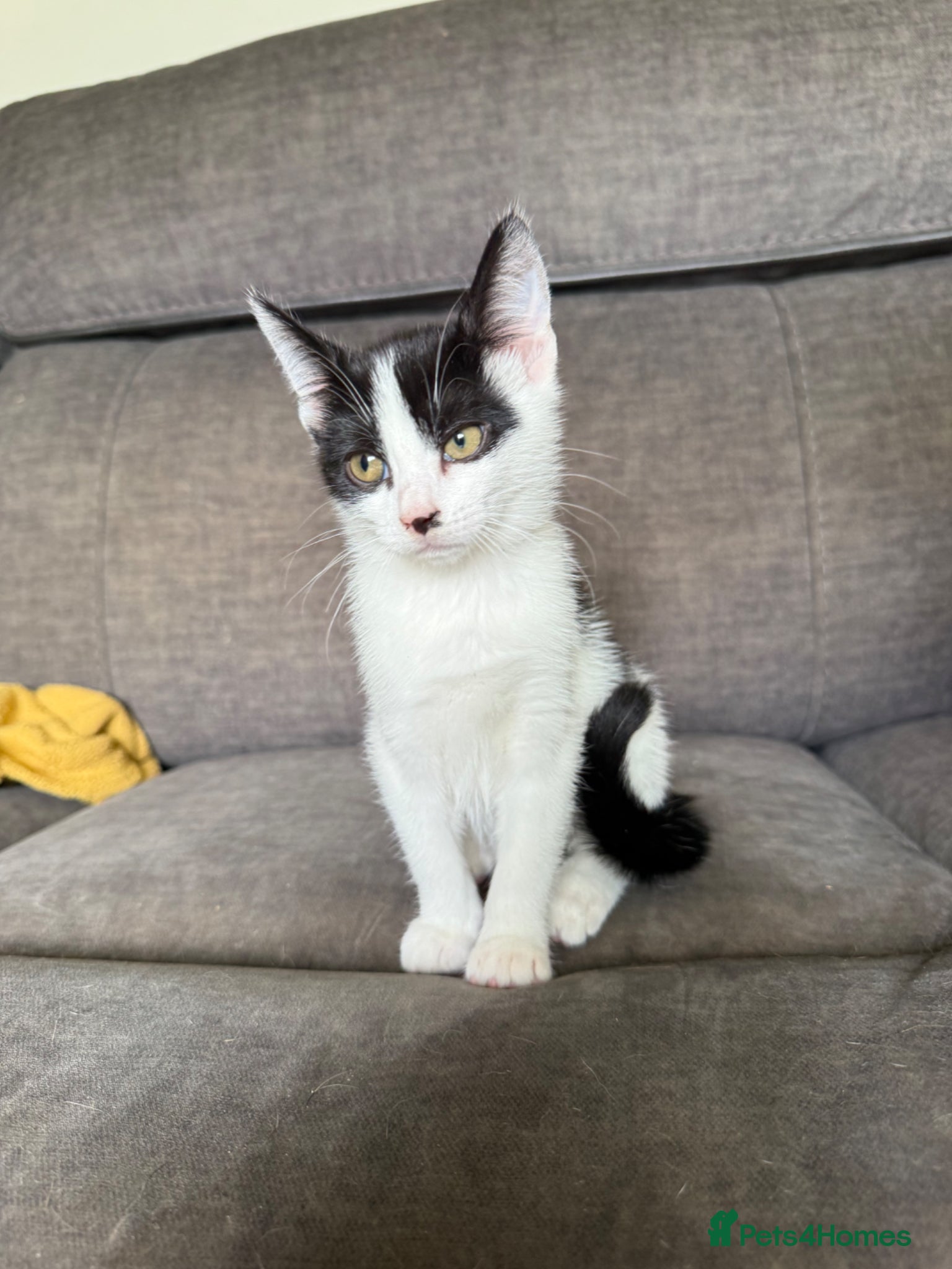 Mixed Breed cats Kittens  - Advert 1