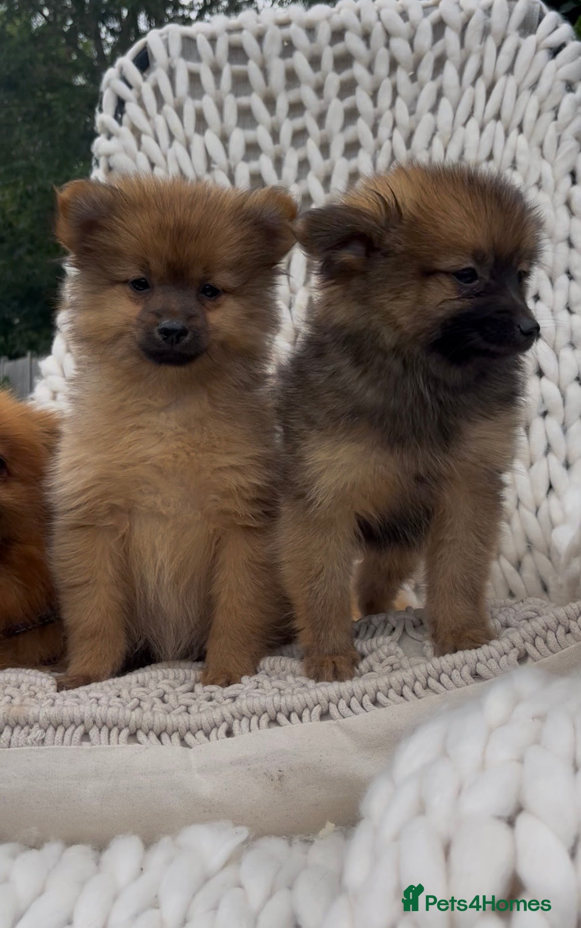Pomeranian dogs 🧸 Teddy Bears 🧸 Tiny Pom babies  - Advert 1