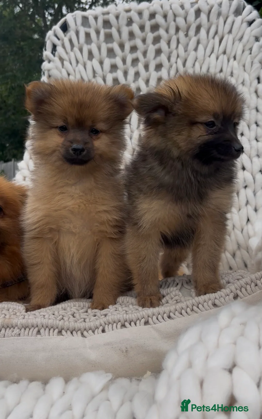 Pomeranian dogs for sale: 🧸 Teddy Bears 🧸 Tiny Pom babies  - Advert 3