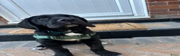 Mixed Breed dogs for sale: Koda  - Advert 4