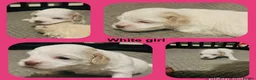Maltipoo dogs for sale: Last girl left 6 wks old Beautiful maltipoo puppy - Advert 15
