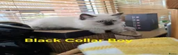 Ragdoll cats for sale: Adorable Ragdoll kittens looking for loving homes! - Advert 5