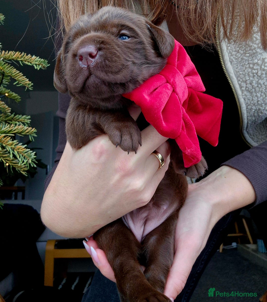 Labrador Retriever dogs for sale: Beautiful Puppies Looking for Loving Homes - Advert 8