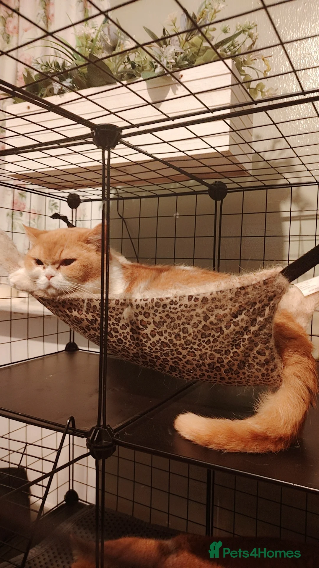 British Shorthair cats for sale: British Short Hair - Advert 1