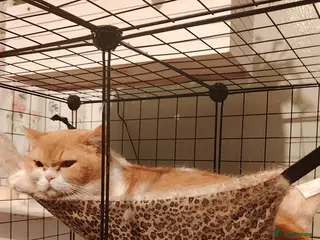 British Shorthair cats British Short Hair - Advert 1